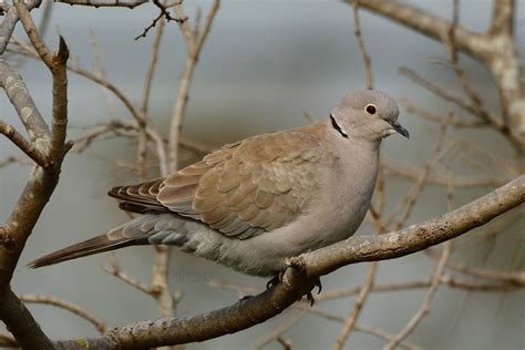 斑鳩死前的徵兆|灰斑鳩